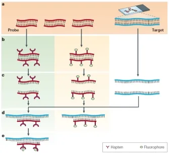 FISH direct and indirect labeling methods diagram
