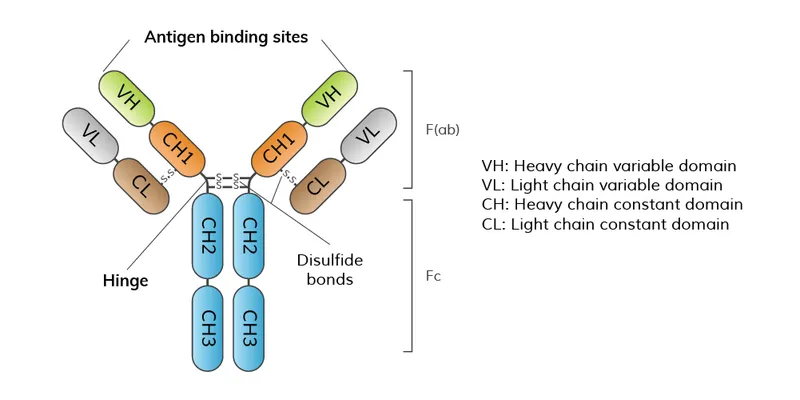 Antibody structure diagram