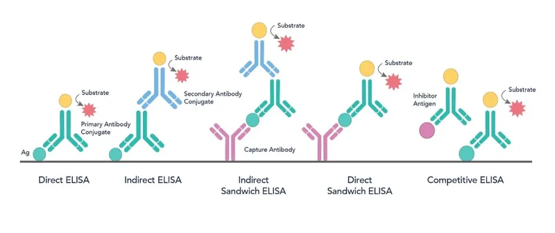 Diagram comparing different types of ELISA assays