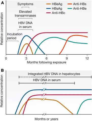 HBV Serological Markers Over Time
