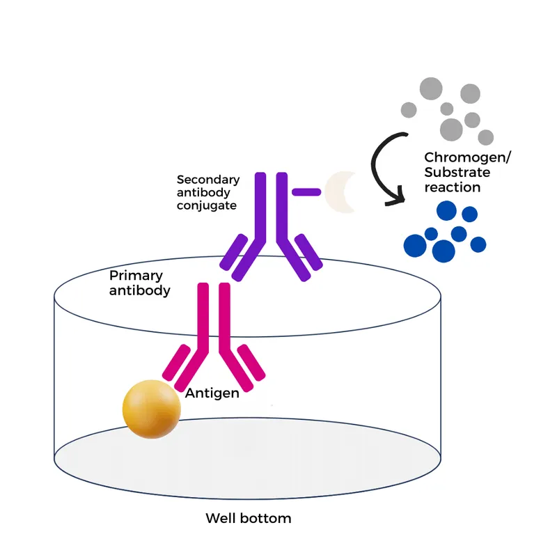ELISA Assay Principle for Antigen Detection