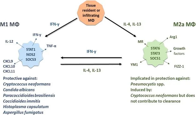 Macrophage polarization in fungal infections