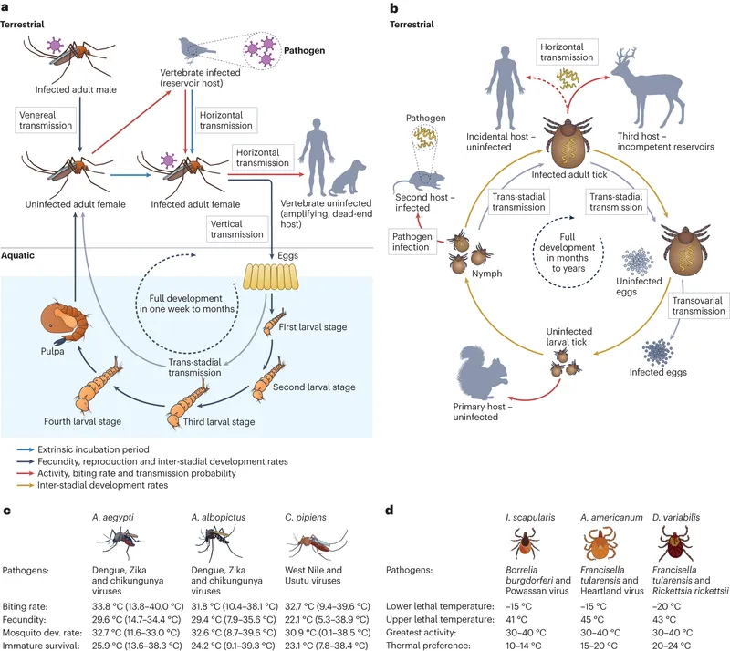 Vector-borne disease transmission and thermal limits