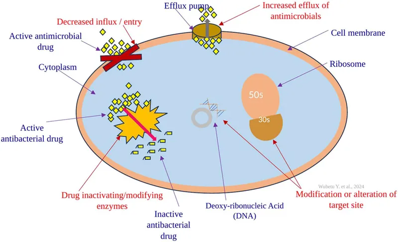 Mechanisms of Antimicrobial Resistance in Bacteria