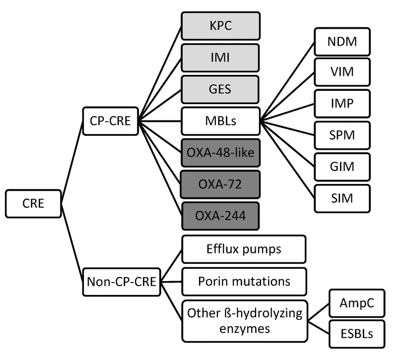 Carbapenem Resistance Mechanisms in Enterobacteriaceae