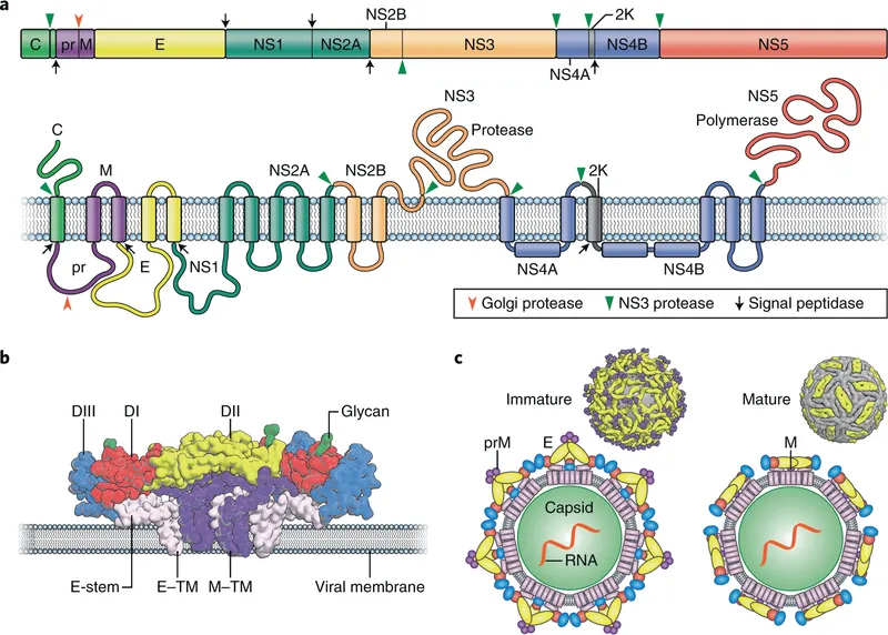 Flavivirus structure and polyprotein processing