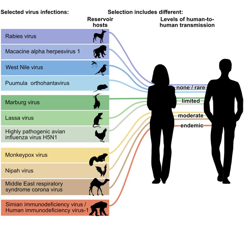 Zoonotic viruses and human-to-human transmission