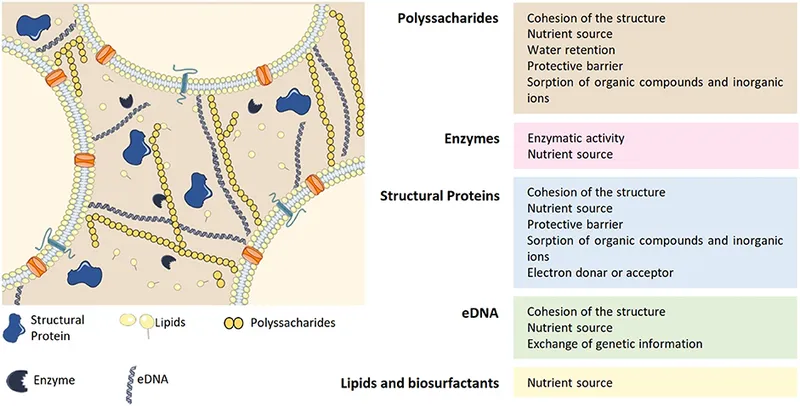 Bacterial biofilm EPS matrix components and functions