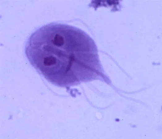 Microscopic view of Giardia lamblia