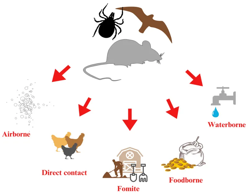 Environmental Transmission Routes of Pathogens