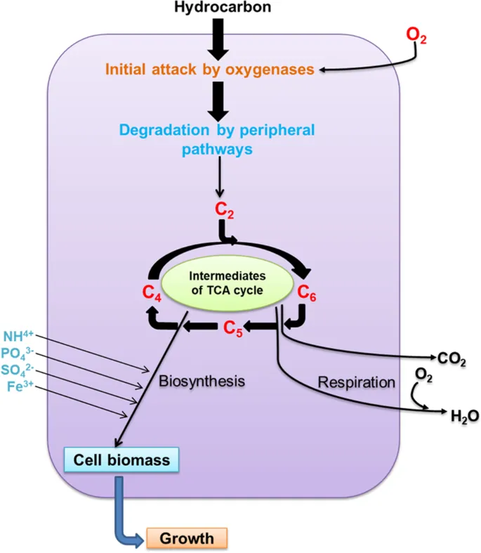 Aerobic hydrocarbon biodegradation pathway