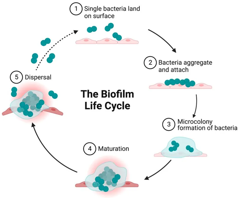 The Biofilm Life Cycle