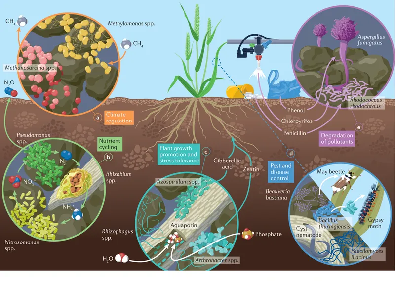 Microbial interactions in soil and their ecological roles