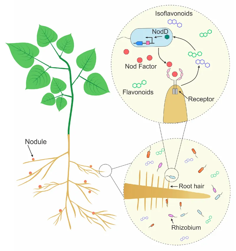 Rhizobium-legume symbiosis and nodule formation