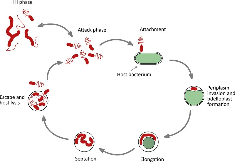 Bdellovibrio life cycle attacking host bacterium