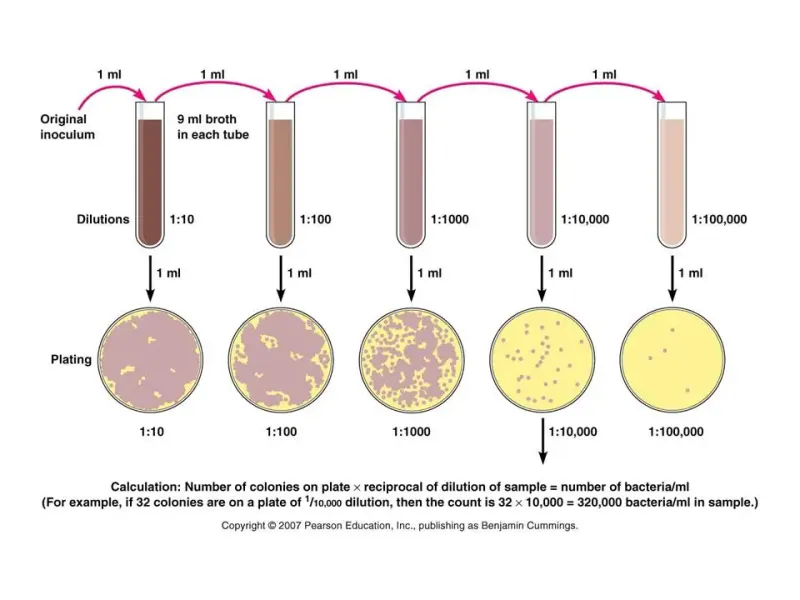 Serial Dilution and Plating for Bacterial Count