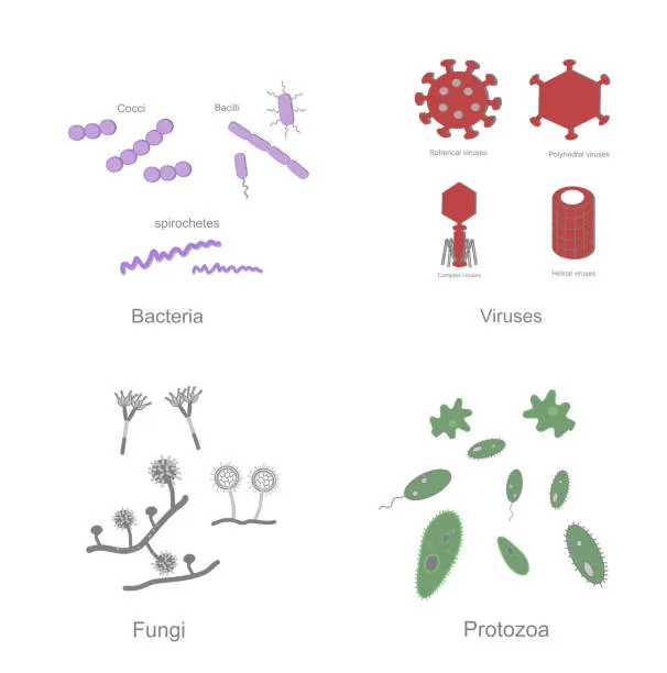 Types of Microorganisms: Bacteria, Viruses, Fungi, Protozoa