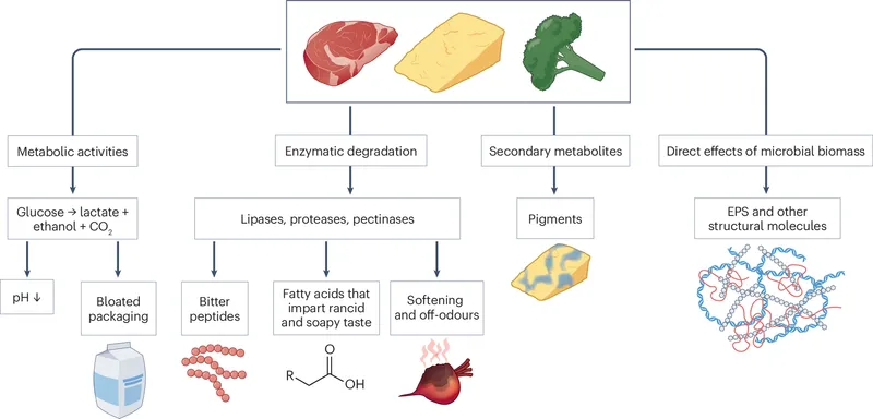 Mechanisms of microbial food spoilage