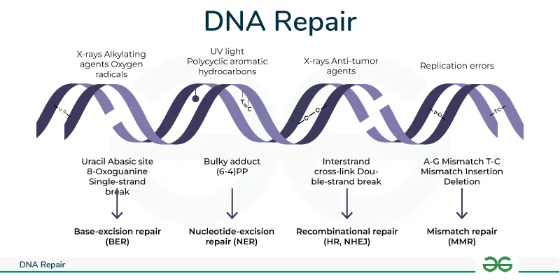 DNA damage types and repair mechanisms diagram
