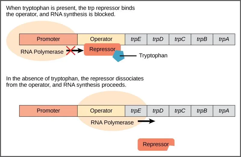 Trp operon regulation