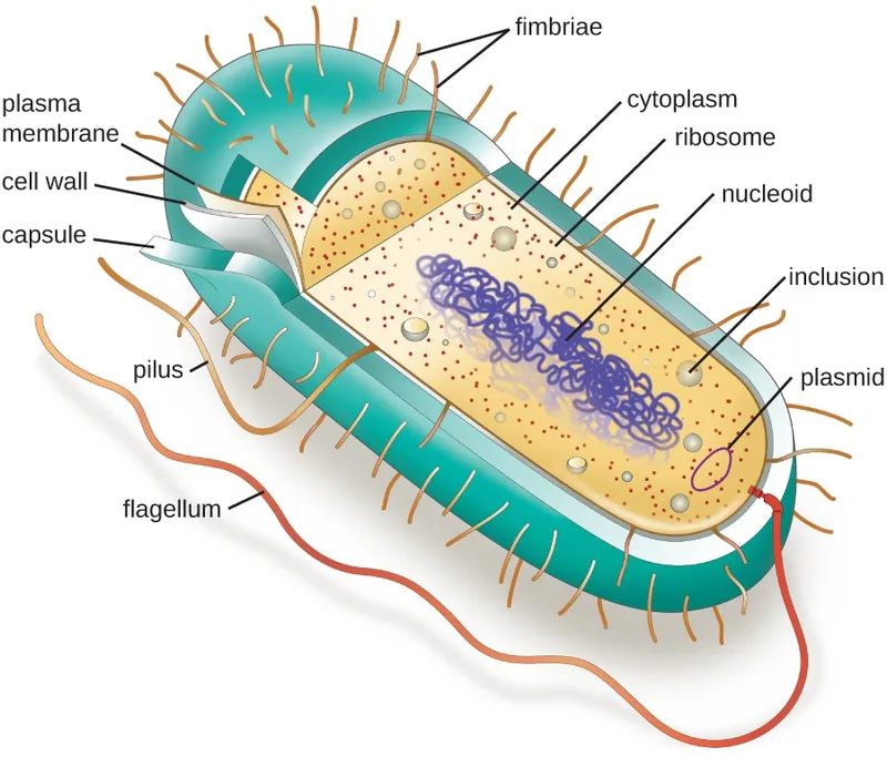Bacterial Cell Structure Diagram