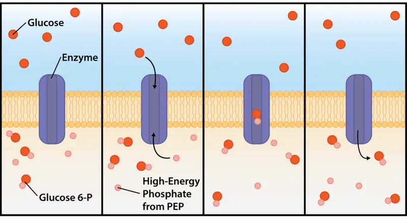 Bacterial Glucose Transport via Phosphotransferase System