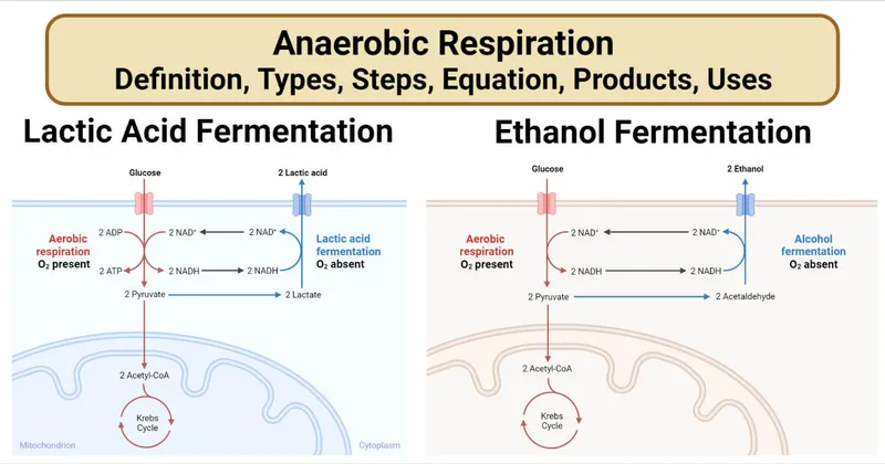 Bacterial Anaerobic Metabolism Pathways