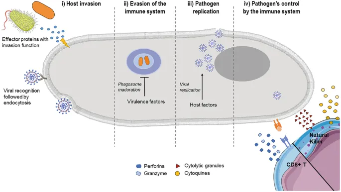 Pathogen-host interaction steps diagram