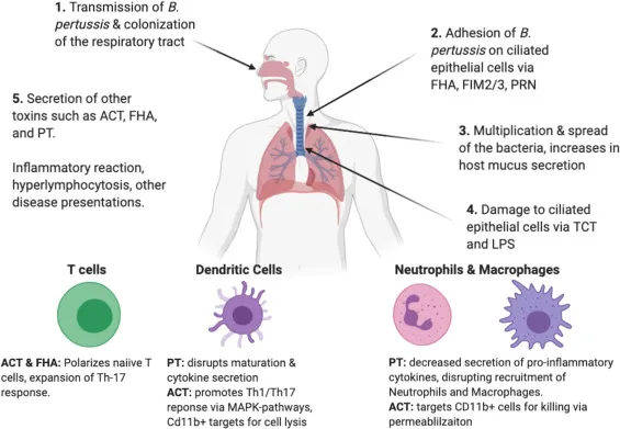 Bordetella pertussis infection and immune response