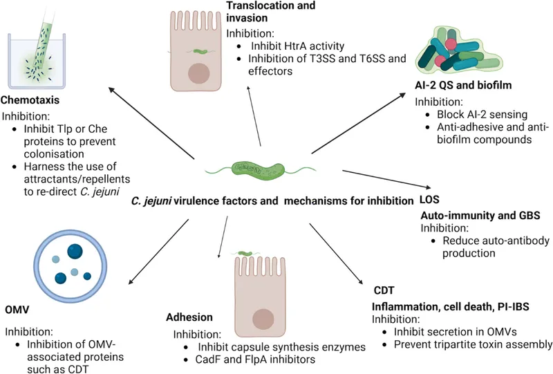 C. jejuni virulence factors and inhibition mechanisms