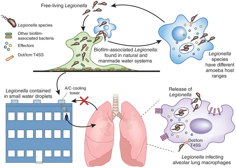Legionella pneumophila life cycle and infection pathway