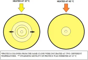 Proteus swarming motility at 37°C vs. 45°C
