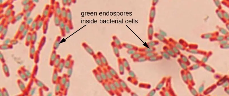 Bacillus with green endospores