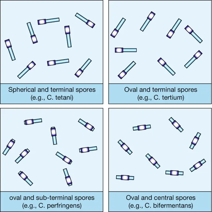 Clostridium spore morphology