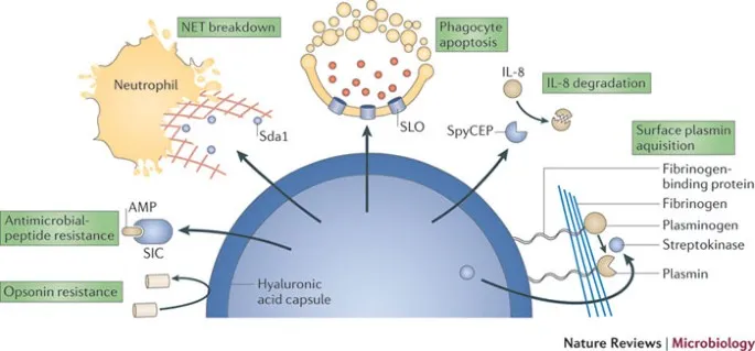 Streptococcus pyogenes virulence factors and immune evasion