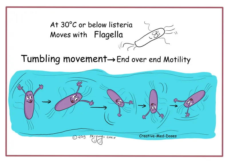 Listeria monocytogenes tumbling motility diagram