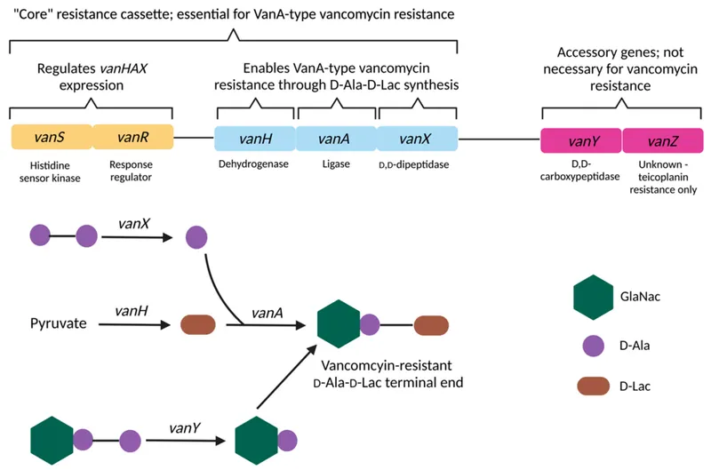 Vancomycin Resistance: VanA-type D-Ala-D-Lac Synthesis