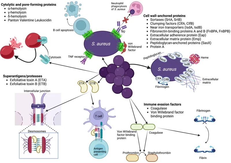 S. aureus Virulence Factors and Immune Evasion