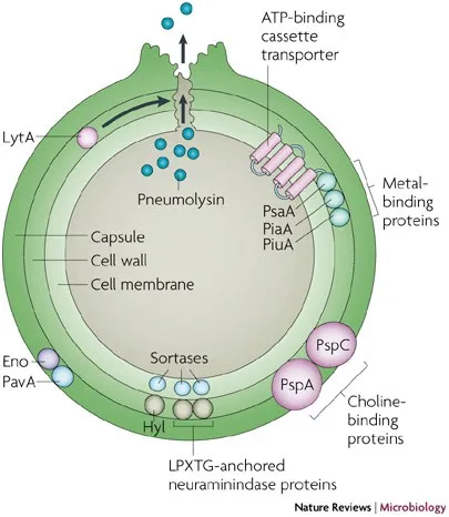 S. pneumoniae virulence factors and cell structure