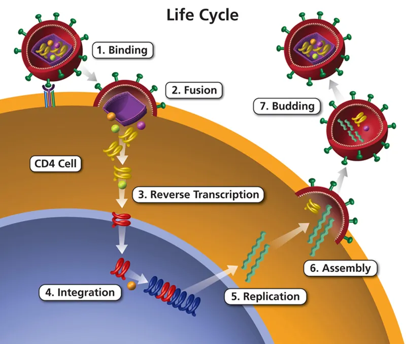 HIV Life Cycle: Entry, Reverse Transcription, Integration