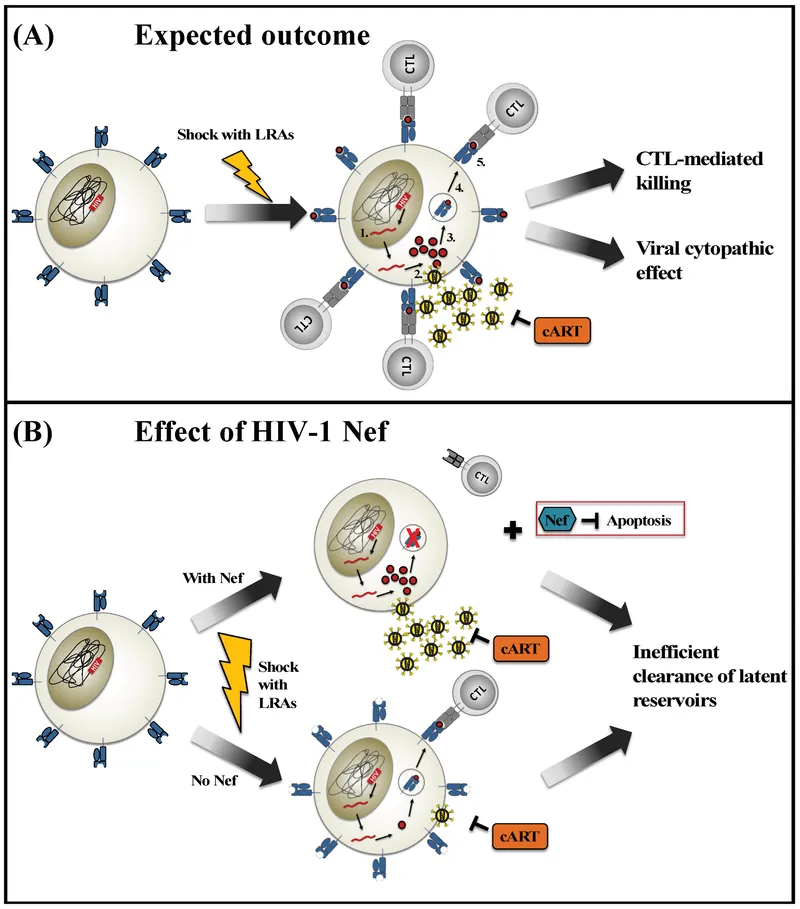 Shock and Kill strategy for HIV cure and Nef effect