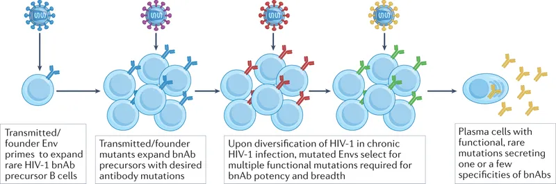 HIV-1 bnAb development from precursor B cells