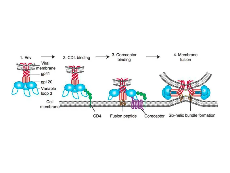 HIV binding and membrane fusion with host cell