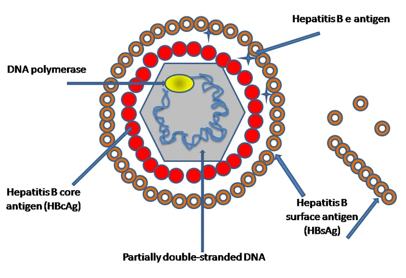 Hepatitis B Virus (HBV) Structure