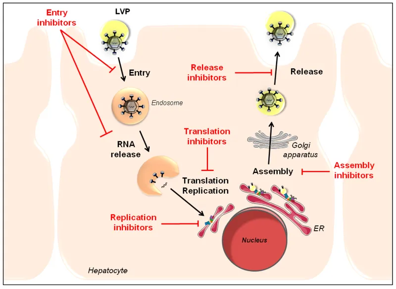 HCV replication cycle and DAA targets in a hepatocyte
