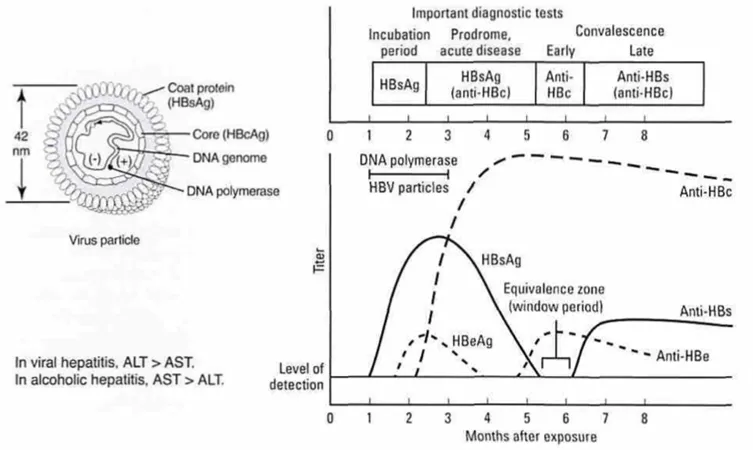 HBV structure and serological markers