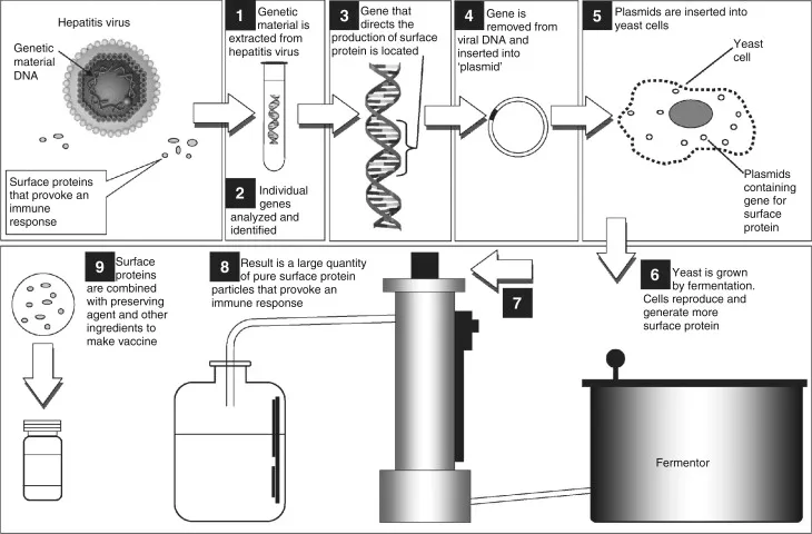 Hepatitis B Recombinant Vaccine Production