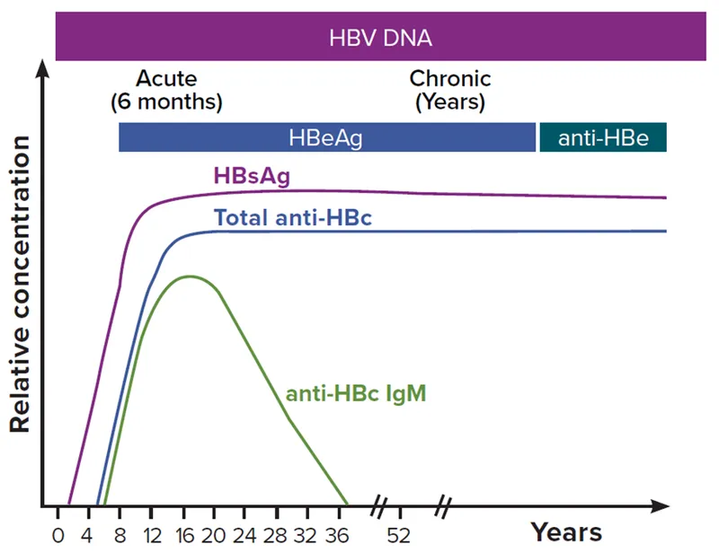 HBV serological markers in acute and chronic infection