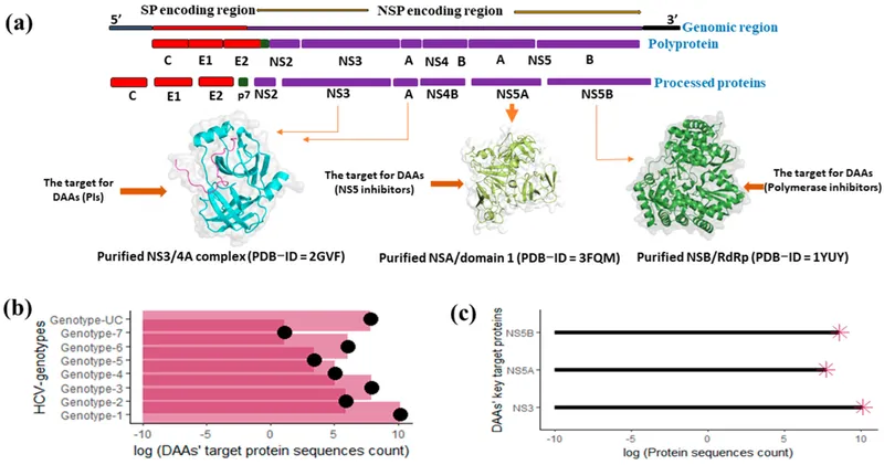 HCV Genome, Protein Processing, and DAA Target Sites