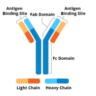 Antibody Structure with Fab and Fc Regions